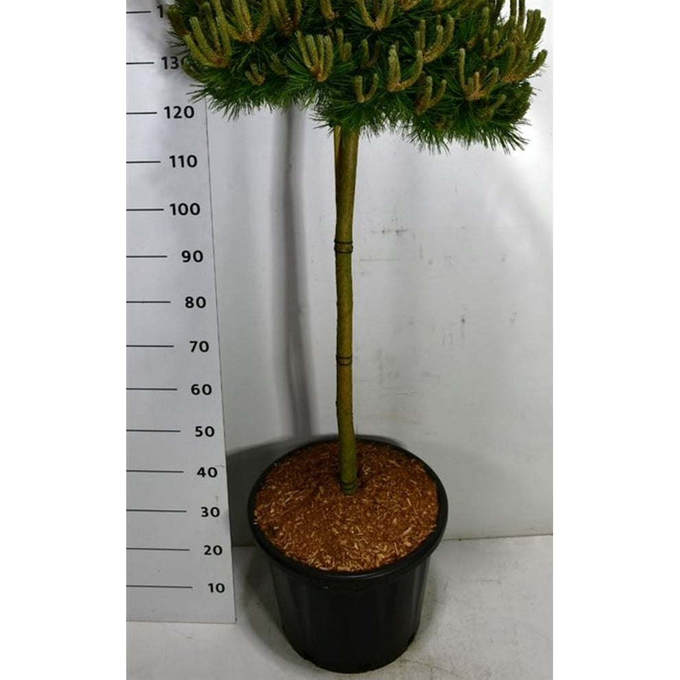 Japansk svarttall – Pinus densiflora 'Low Glow' - 100 CM Stem C30